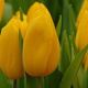 1 Tulp (geel) (leverbaar van aug-dec)